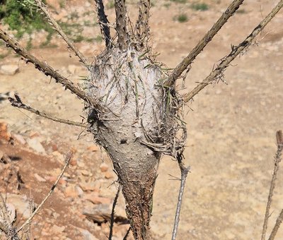Le nid de la chenille processionnaire