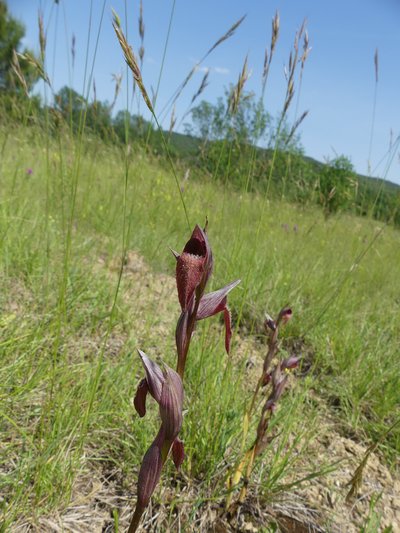 Sérapias vomeracea