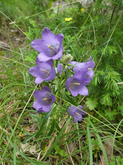 Campanule à grandes fleurs