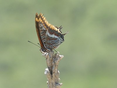 Nymphale de l'arbousier