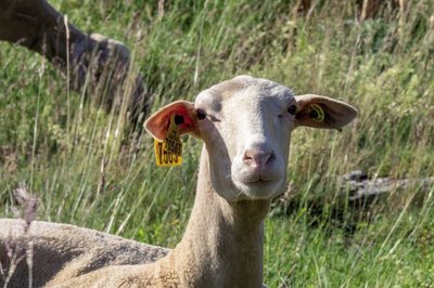 Une brebis caussenarde