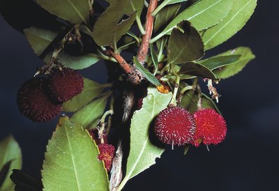 Fruits d'arbousier