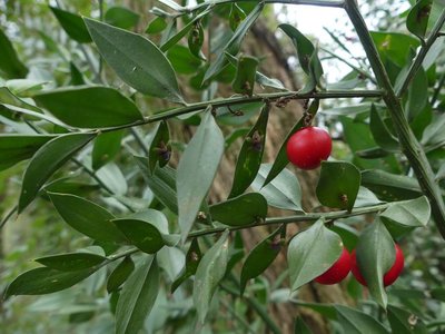 Fruits et fleurs du Fragon