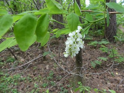 L'acacia et sa fleur