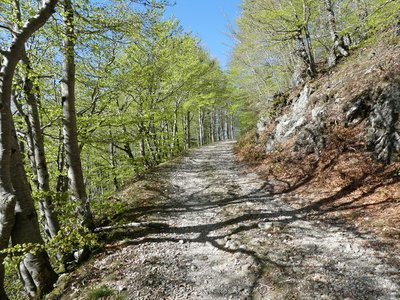 La forêt de hêtre