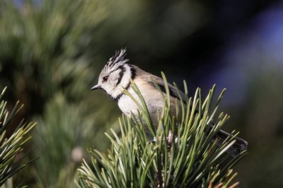 Mésange huppée