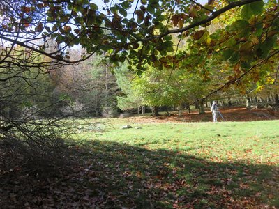 Forêt de hêtres de l'Aigoual