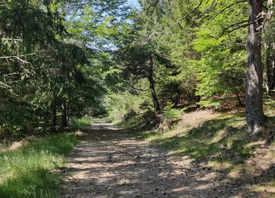 Dans la forêt de hêtres