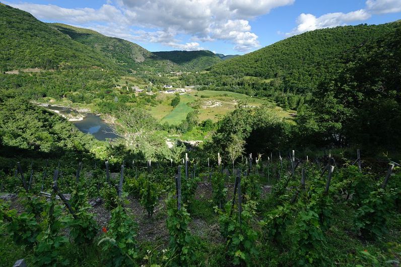 Vignes à Ispagnac
