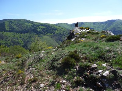 Forêt de l'Aigoual vallée du Béthuzon