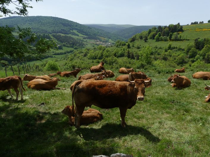 Le versant nord du mont Lozère