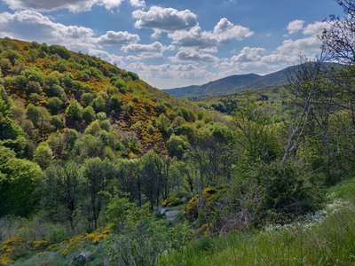 Vallée de la Dourbie