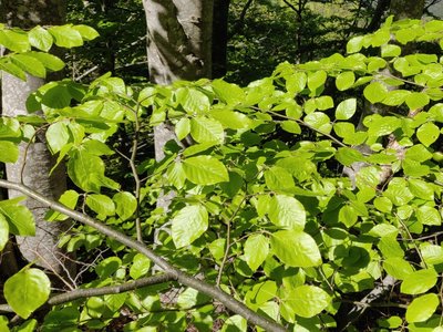 La feuille vert tendre du fayard en été