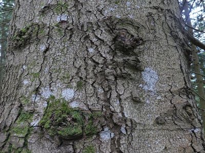 Ecorce de Sapin de Grèce