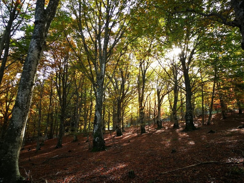 Forêt de hêtres