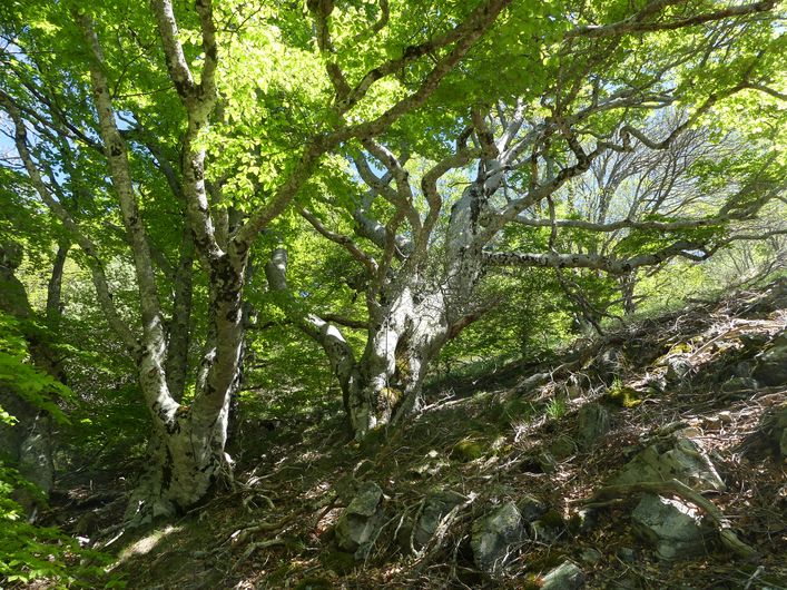 des hêtres enchanteurs !